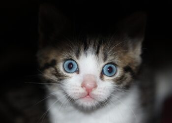 animal, kitten, nature | hidden hazards for kitten owners | Top Hidden Dangers Every Kitten Owner Must Avoid for a Safe Home | Top 4 Hidden Household Hazards Every Kitten Owner Should Know