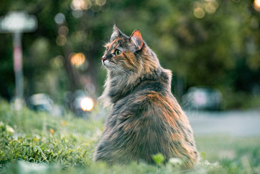 cat, feline, furry | cat stress blood urine原因 | Explore the connection between stress and blood in your cat's urine, learn about potential health issues, signs of stress, and essential steps to ensure your feline friend stays happy and healthy. | Understanding Cat Stress: Do Cats Pee Blood When Stressed?
