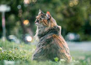 cat, feline, furry | cat stress blood urine原因 | Explore the connection between stress and blood in your cat's urine, learn about potential health issues, signs of stress, and essential steps to ensure your feline friend stays happy and healthy. | Understanding Cat Stress: Do Cats Pee Blood When Stressed?