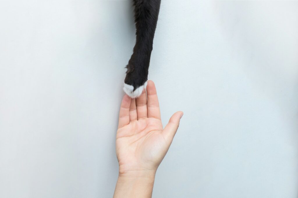 person holding black short fur cat - Understanding Cat Communication: From Adorable Gestures to Safe Outdoor Adventures for a Happy Feline Friend