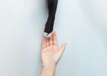 person holding black short fur cat - Understanding Cat Communication: From Adorable Gestures to Safe Outdoor Adventures for a Happy Feline Friend