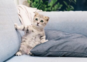 brown tabby kitten | best natural foods for kittens | Top Natural Cat Foods for Healthy Kitten Growth: A Comprehensive Guide | Best Natural Cat Foods for Your Growing Kitten