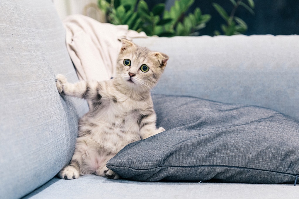 brown tabby kitten | best natural foods for kittens | Top Natural Cat Foods for Healthy Kitten Growth: A Comprehensive Guide | Best Natural Cat Foods for Your Growing Kitten