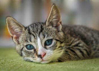 european shorthair, cat, nature | How Often Should Your Cat Have a Health Check? | maintaining your cat's health: the importance of regular veterinary checks | how often cat health check