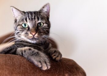 simba, cat, portrait | natural cat dental care tips | Natural Cat Dental Care Tips for Busy Pet Owners: A Comprehensive Guide to Maintaining Your Feline Friend's Oral Health and Longevity | Effective Natural Cat Dental Care Guide for Busy Pet Owners