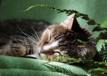 cat, domestic cat, pet | How to Live with Cats Without Allergy Symptoms: Proven Solutions | Living with Cats: Allergy-Free Strategies and Solutions for Cat Lovers | living with cats despite allergies