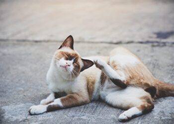 identifying treating bugs in kittens | Essential tips for identifying and treating common pests like fleas, ticks, and mites in kittens. Learn the signs of infestation, prevention strategies, and effective treatments for a healthy, happy feline friend. | Essential Guide to Identifying and Treating Cat Bugs