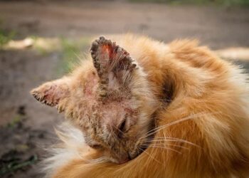 cat mange treatment options | Explore the causes, symptoms, and effective treatments for mange and scabies in cats. Learn how to identify this skin condition, prevent infestations, and ensure your feline friend remains healthy and happy. | Understanding Cat Mange and Scabies: Causes, Symptoms, Treatments