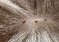 home remedies for cat fleas | Discover safe and natural home remedies to effectively eliminate cat fleas. Learn practical tips and proven methods to protect your furry friend and create a flea-free environment at home.