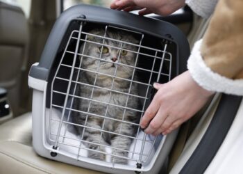 Help Your Pet with Car Sickness: Tips for Dogs and Cats