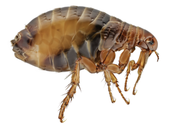 flea prevention for indoor cats | How to Protect Your Indoor Cat from Fleas: Essential Tips and Strategies | Indoor Cats and Fleas: How to Protect Your Feline