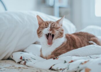 tan and white cat on white bedspread | heating pads for senior cat arthritis | Discover how heating pads can provide soothing arthritis relief for senior cats, enhancing their comfort and mobility while ensuring safe usage for your beloved feline companion. | Comfort Your Cat: Heating Pads for Arthritis Relief