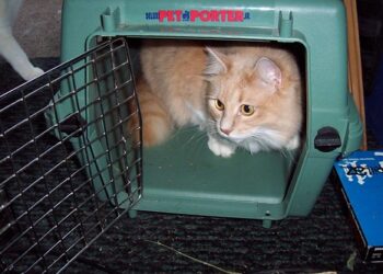 best tips for choosing a cat carrier | A Comprehensive Guide to Selecting the Perfect Cat Carrier for Safe and Comfortable Travel. Learn about different types, tips for acclimation, and essential features to enhance your feline companion’s travel experience. | Essential Guide to Choosing the Best Cat Carrier