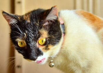 optimal nutrition guidelines for cats | Essential Nutrition and Feeding Guidelines to Keep Your Cat Healthy and Happy | Essential Nutrition and Feeding Guidelines for Your Cat's Health