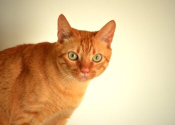 tabby kitten portrait | seasonal allergies in cats | Discover the causes and signs of seasonal allergies in cats, along with effective treatments and prevention tips to keep your feline friend comfortable and healthy during allergy season. | Understanding Seasonal Allergies in Cats: Causes and Solutions