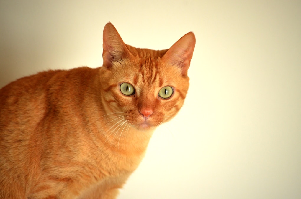 tabby kitten portrait | seasonal allergies in cats | Discover the causes and signs of seasonal allergies in cats, along with effective treatments and prevention tips to keep your feline friend comfortable and healthy during allergy season. | Understanding Seasonal Allergies in Cats: Causes and Solutions