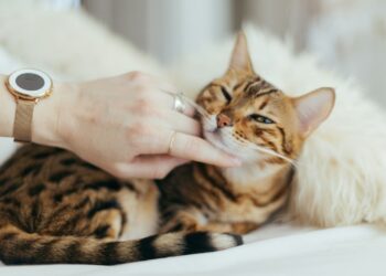 person holding brown cat on white textile Essential Cat Preventive Care Tips Every Pet Owner Must Know