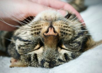 brown tabby cat on white textile | Essential Tips for New Cat Owners: A Beginner's Guide | best tips for first-time cat owners