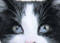 cat third eyelid visible causes | Learn about your cat's third eyelid, its important functions, when its visibility might signal health concerns, and how to recognize symptoms that require veterinary attention for optimal feline care. | Understanding Cat's Third Eyelid: What It Means When Visible
