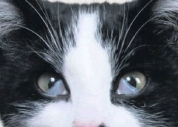 cat third eyelid visible causes | Learn about your cat's third eyelid, its important functions, when its visibility might signal health concerns, and how to recognize symptoms that require veterinary attention for optimal feline care. | Understanding Cat's Third Eyelid: What It Means When Visible