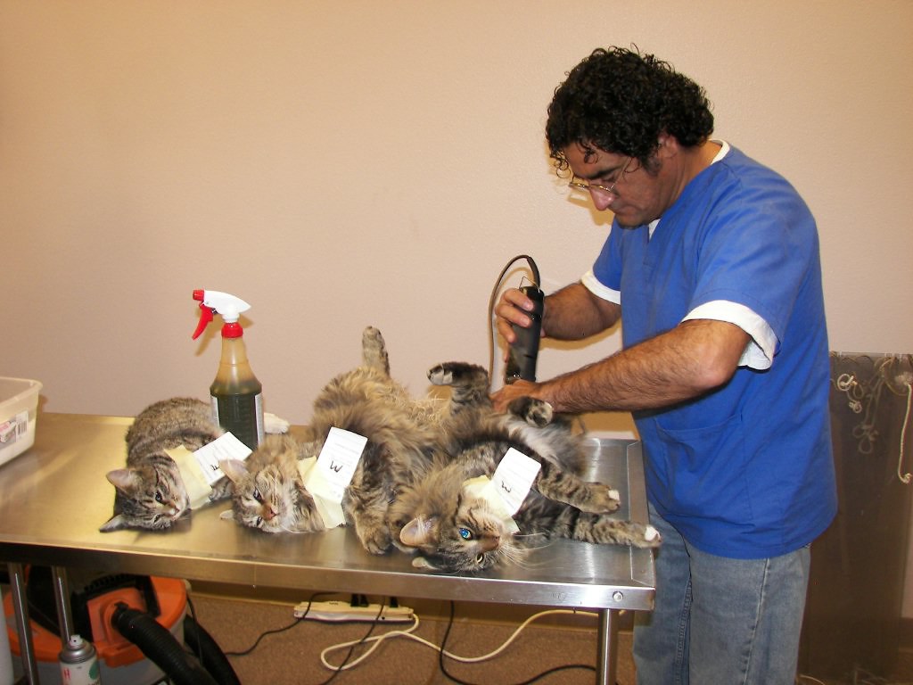 Ultimate Guide to Cat Health Checks: Frequency, Benefits, and Advanced Care Options | cat health check frequency