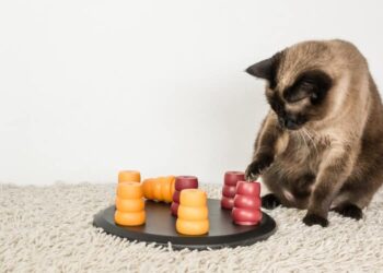 What Do Cats Like to Play With? Top 10 Favorite Toys!