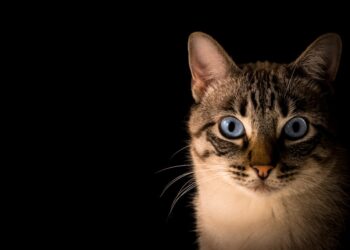 close up photo of tabby cat | cat food nutrition tips for owners | Essential Tips and Insights on Choosing the Right Cat Food: Explore Nutritional Needs, Feeding Strategies, and Common Myths to Ensure Your Feline Friend’s Health and Happiness. | Essential Cat Food FAQs and Updates for Cat Owners
