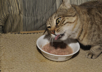 Top 10 Healthy Foods for Your Cat's Well-being