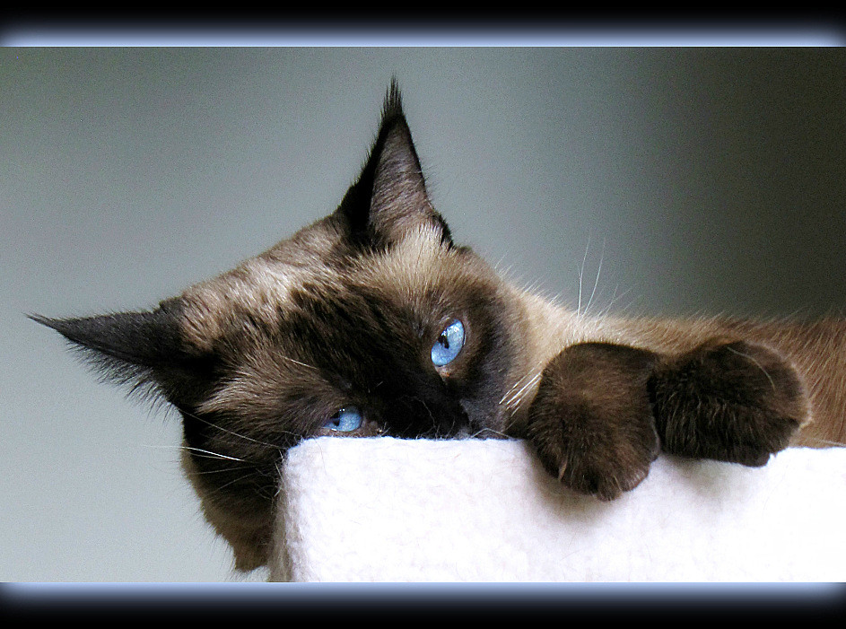 epilepsy symptoms and treatment in cats | A Comprehensive Guide to Recognizing, Diagnosing, and Managing Epilepsy in Cats: Learn about its causes, symptoms, and effective care tips to ensure your feline friend stays healthy and happy. | Understanding Epilepsy in Cats: Causes, Symptoms, and Care Tips