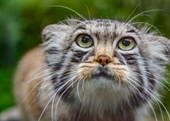 closeup photography of orange, black, and gray tabby cat | importance of cat whiskers | Discover the crucial roles of long whiskers in cats, including prey detection, spatial awareness, balance, and communication. Learn how these vital sensory tools contribute to your feline friend's overall health and well-being. | Why Long Whiskers Are Essential for Cats: 6 Key Functions Explained