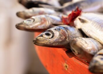 a bunch of fish that are laying on a table | omega-3 fish oil for cats | Enhance Your Cat's Health and Longevity with Omega-3 Fish Oil for Cats | Enhance Your Cat's Longevity with Omega-3 from Fish Oil