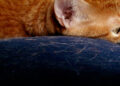 effective cat hair management | Discover effective strategies and tools to manage cat hair in your home. Learn grooming techniques, cleaning habits, and dietary tips that will help create a cleaner, healthier living environment for you and your feline friend. | Effective Ways to Manage Cat Hair in Your Home