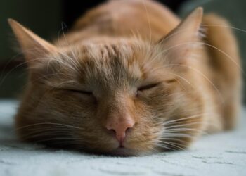 orange tabby cat sleeping on white textile | how to tell if cat is sick | How to Recognize Signs of Illness in Your Cat: A Guide to Maintaining Your Feline Friend's Health | Top Ways to Identify If Your Cat Is Sick