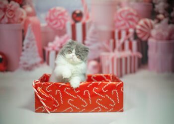 a small kitten sitting in a red gift box | artistic ways to memorialize cat | Immortalizing Your Cat: Creative Ways to Cherish Feline Memories and Keep Their Spirit Alive | Immortalize Your Cat: Artistic Ways to Cherish Feline Memories