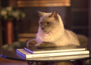 holistic veterinary care for cats | Enhance Your Cat's Health with Phone Consultations from Top Holistic Vets | Consult Top Holistic Vets by Phone for Your Cat's Health