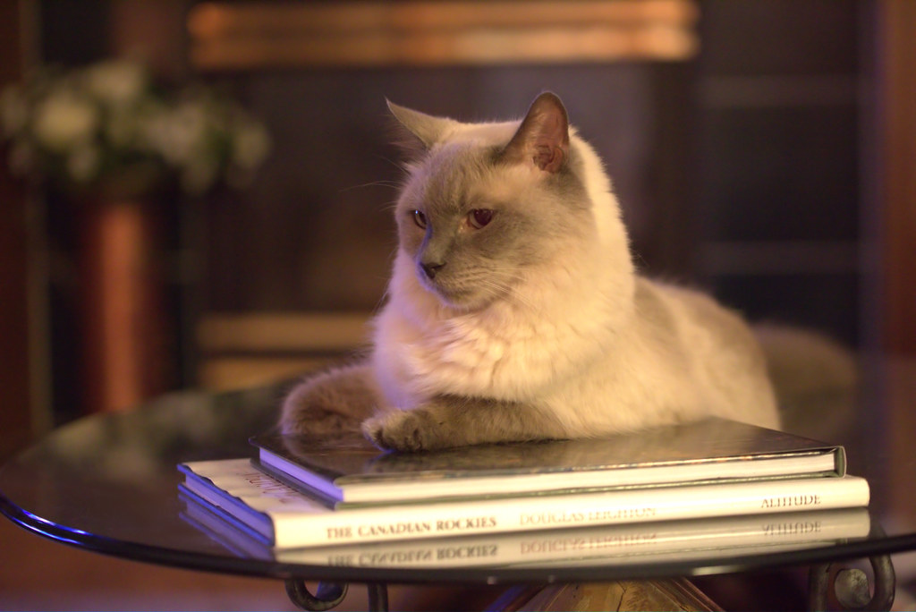 holistic veterinary care for cats | Enhance Your Cat's Health with Phone Consultations from Top Holistic Vets | Consult Top Holistic Vets by Phone for Your Cat's Health