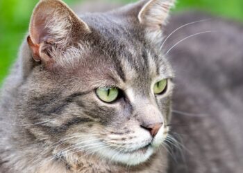 A close up of a cat with green eyes | cat whiskers length issues | Discover the reasons behind your cat's short whiskers, from natural wear and tear to potential health issues. Learn effective strategies to promote their well-being and maintain whisker health for your feline friend. | Why Are Your Cat's Whiskers Short? Understanding This Common Issue