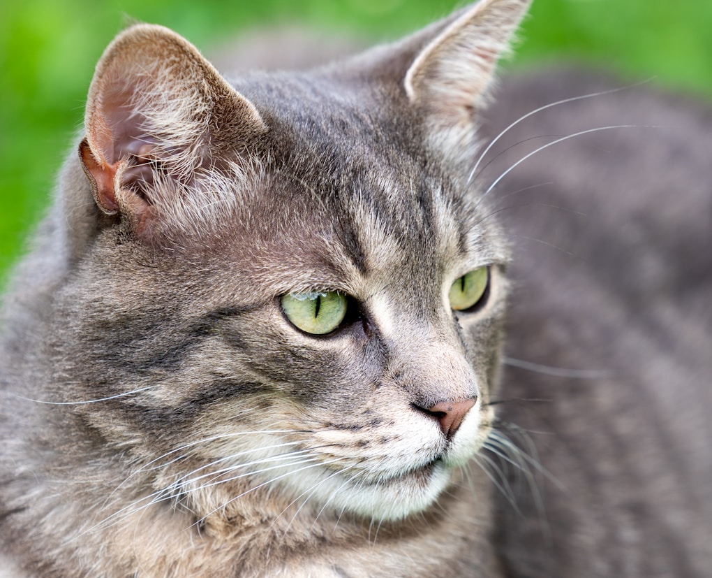 A close up of a cat with green eyes | cat whiskers length issues | Discover the reasons behind your cat's short whiskers, from natural wear and tear to potential health issues. Learn effective strategies to promote their well-being and maintain whisker health for your feline friend. | Why Are Your Cat's Whiskers Short? Understanding This Common Issue