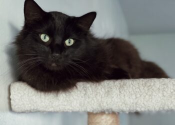 black cat on white textile | hidden wonders of black cats | Unveil the truth about black cats, exploring their historical significance, enchanting personalities, and why adopting these misunderstood companions can bring joy and good fortune into your home. | Discover the Hidden Charm and Magic of Black Cats