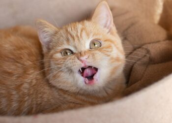 cat poop health indicator | Discover how monitoring your cat's stool can reveal vital insights into their health. Learn to recognize signs of potential issues and transform a mundane chore into an essential wellness check for your feline friend. | Reframing Cat Poop: Understanding Its Importance for Health