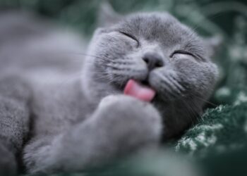 cat licking its paw | pet-friendly hotels in Amarillo Texas | Explore the top pet-friendly hotels in Amarillo, Texas, perfect for travelers who want to enjoy a memorable getaway with their furry companions, including amenities and nearby attractions to enhance your stay. | Discover the Best Pet-Friendly Hotels in Amarillo, Texas
