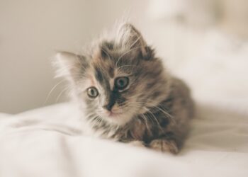 close up photo of kitten lying on white textile | natural remedies for cat hairball prevention | Discover effective natural remedies for managing cat hairballs, including dietary changes, fiber-rich foods, and hydration tips, to ensure your feline companion stays healthy and comfortable throughout their grooming routine. | Natural Remedies for Cat Hairballs That Actually Work