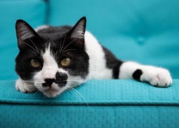 a cat lying on a couch | helping cats adapt to change | Effective strategies for easing your cat's stress during major life changes, from moving homes to introducing new pets, ensuring your feline friend feels secure and comfortable throughout the transition process. | Helping Cats Adapt to Change: Effective Strategies for Smooth Transitions