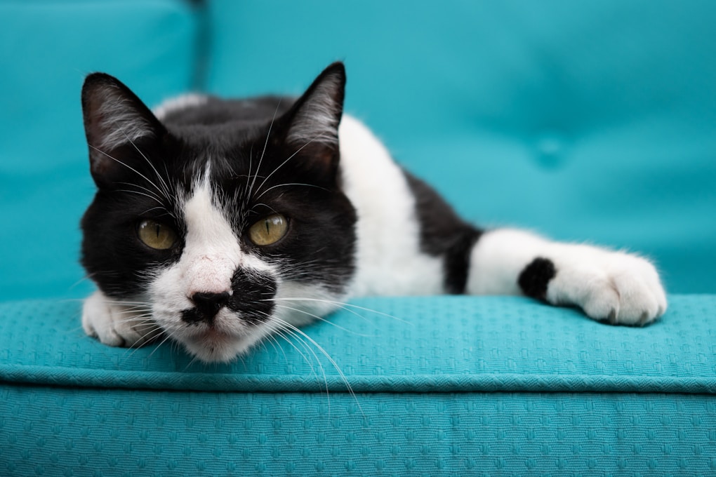a cat lying on a couch | helping cats adapt to change | Effective strategies for easing your cat's stress during major life changes, from moving homes to introducing new pets, ensuring your feline friend feels secure and comfortable throughout the transition process. | Helping Cats Adapt to Change: Effective Strategies for Smooth Transitions