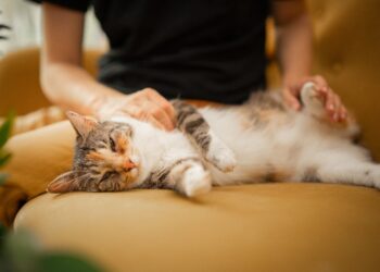 A cat that is laying down on a couch | risks of steroid injections in cats | Discover the essential insights on the risks associated with steroid injections in cats. Learn about their purpose, potential side effects, management strategies, and how to make informed decisions for your feline's health. | Understanding the Risks of Steroid Injections in Cats