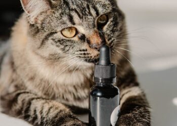 Unleashing the Benefits of Cannabis Pet Care: A Guide to Supporting Your Furry Friends' Health | cannabis benefits for pets