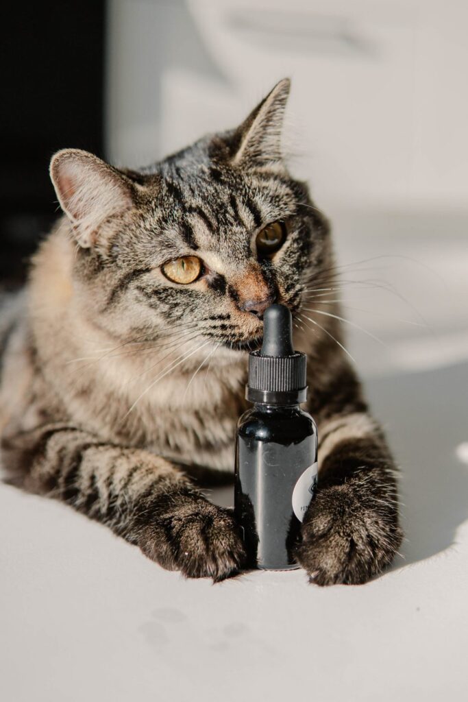 Unleashing the Benefits of Cannabis Pet Care: A Guide to Supporting Your Furry Friends' Health | cannabis benefits for pets