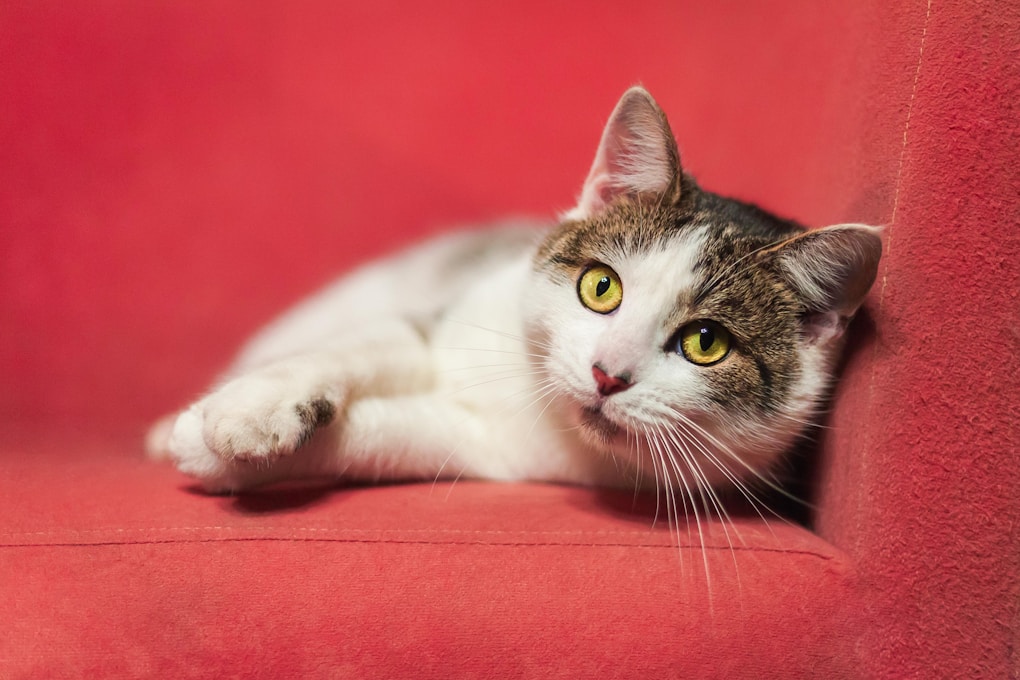 white and grey cat lying on red textile | are liverwurst treats safe for cats | Discover whether liverwurst is a safe treat for your feline friend. Explore its ingredients, health risks, and nutritious alternatives to ensure your cat enjoys a healthy and balanced diet. | Can Cats Safely Eat Liverwurst? Expert Insights Revealed