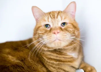 Haws syndrome in cats symptoms | A Comprehensive Guide to Haws Syndrome in Cats: Identifying Symptoms, Understanding Causes, and Exploring Effective Treatment Options for Your Feline Friend's Health and Well-being. | Understanding Haws Syndrome in Cats: Symptoms and Treatment