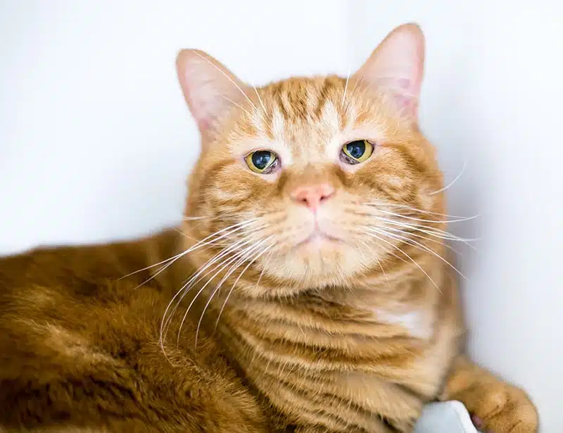 Haws syndrome in cats symptoms | A Comprehensive Guide to Haws Syndrome in Cats: Identifying Symptoms, Understanding Causes, and Exploring Effective Treatment Options for Your Feline Friend's Health and Well-being. | Understanding Haws Syndrome in Cats: Symptoms and Treatment